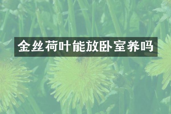 金丝荷叶能放卧室养吗