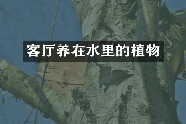 客厅养在水里的植物