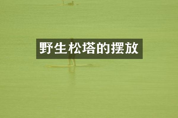 野生松塔的摆放