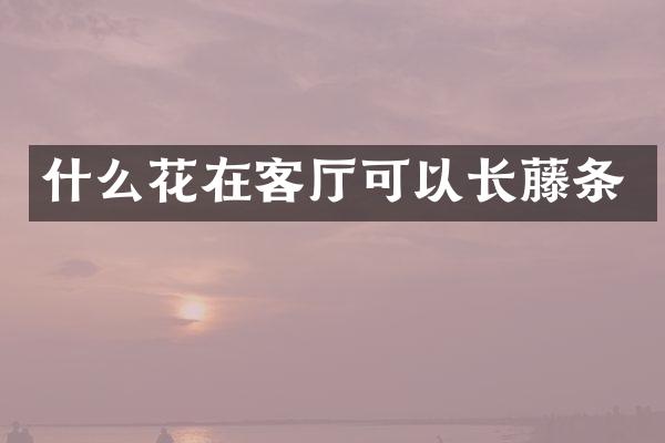 什么花在客厅可以长藤条
