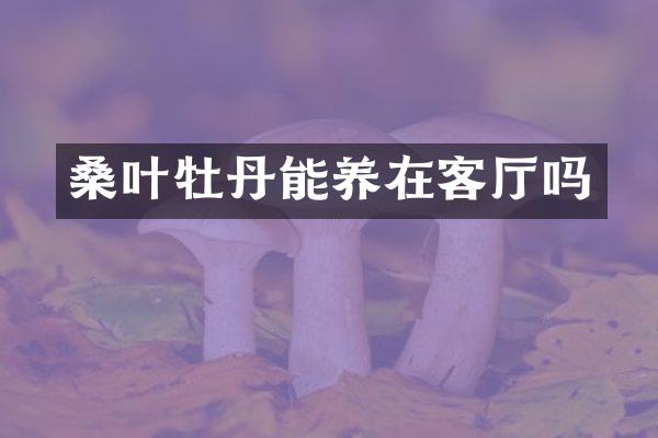 桑叶牡丹能养在客厅吗