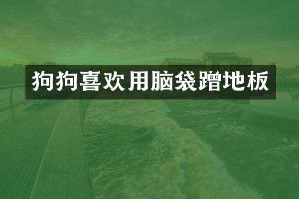 狗狗喜欢用脑袋蹭地板