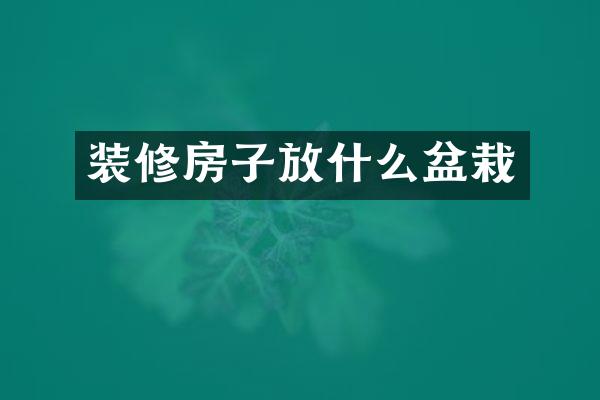 装修房子放什么盆栽