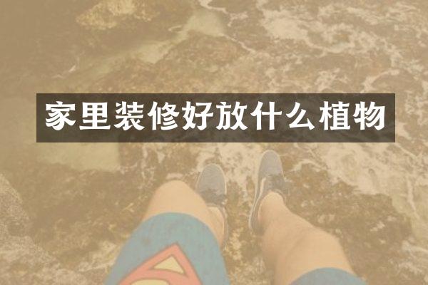 家里装修好放什么植物
