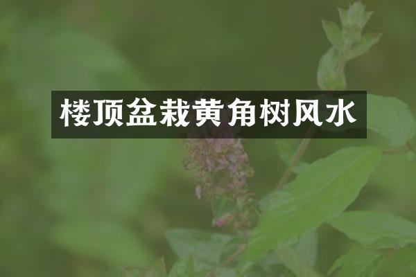 楼顶盆栽黄角树风水