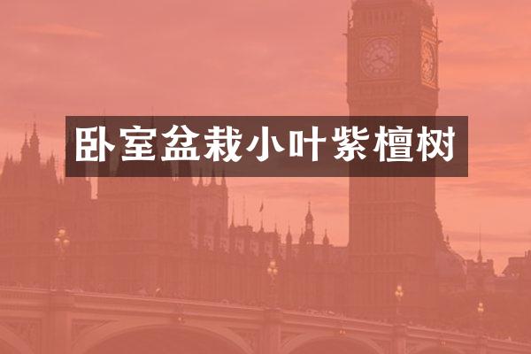 卧室盆栽小叶紫檀树