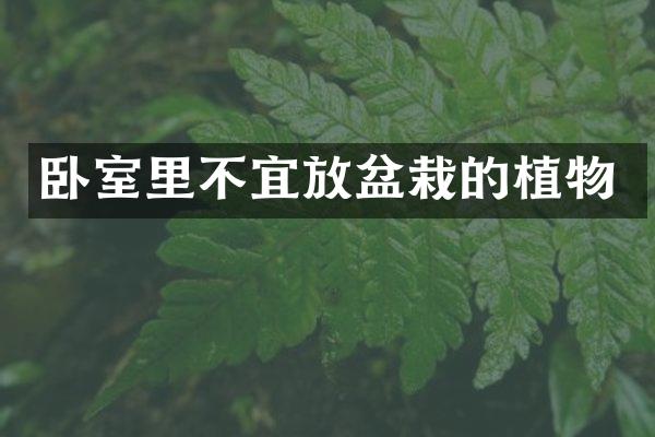卧室里不宜放盆栽的植物