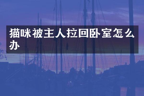 猫咪被主人拉回卧室怎么办