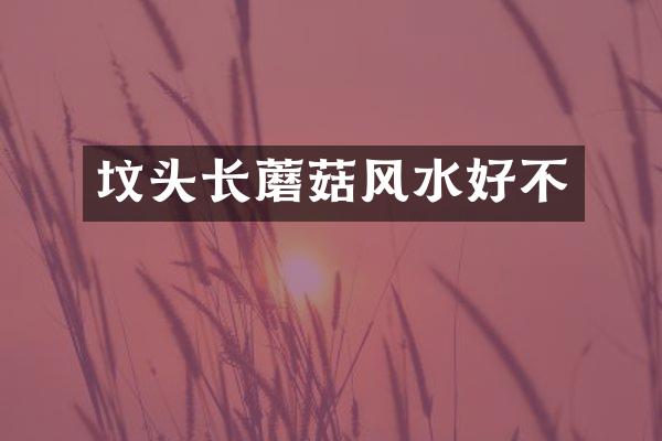 坟头长蘑菇风水好不