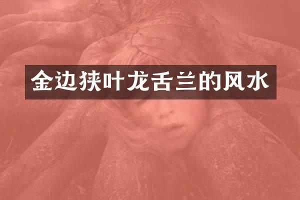 金边狭叶龙舌兰的风水