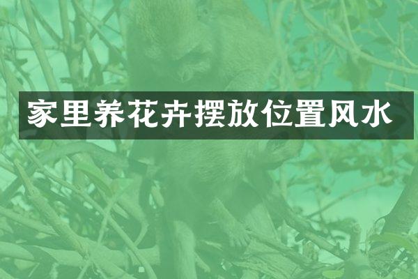 家里养花卉摆放位置风水