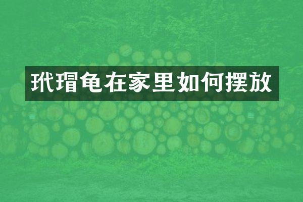 玳瑁龟在家里如何摆放