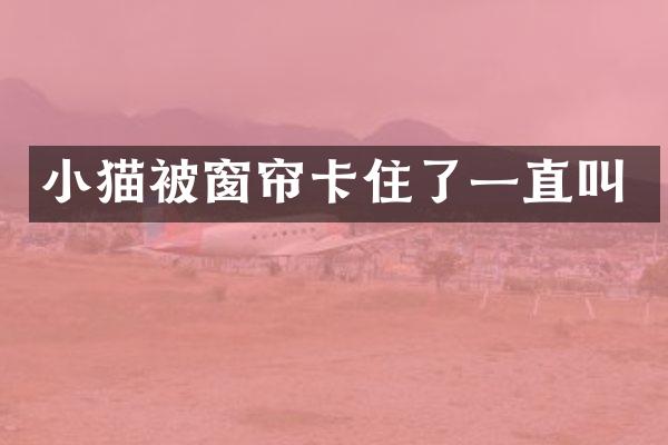小猫被窗帘卡住了一直叫