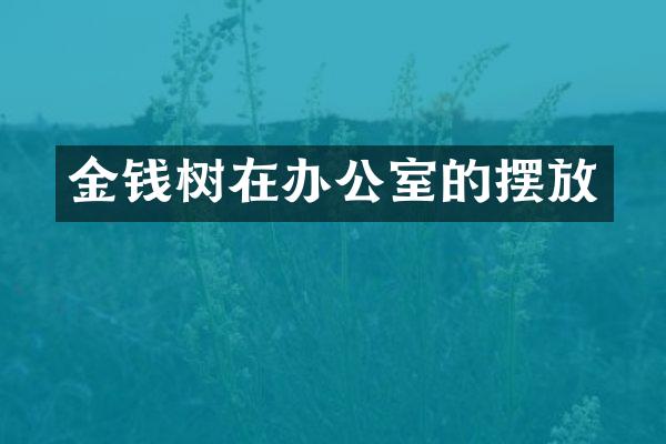 金钱树在办公室的摆放