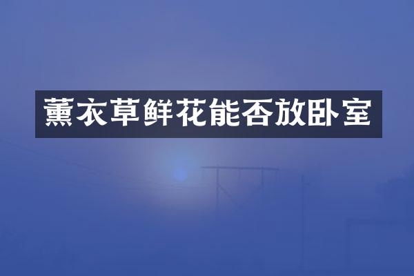 薰衣草鲜花能否放卧室