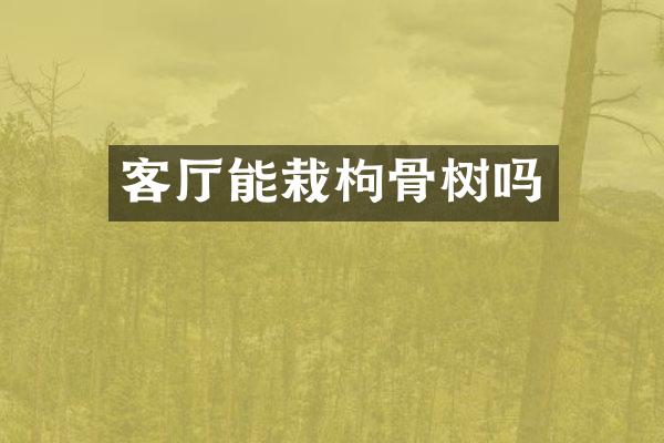 客厅能栽枸骨树吗