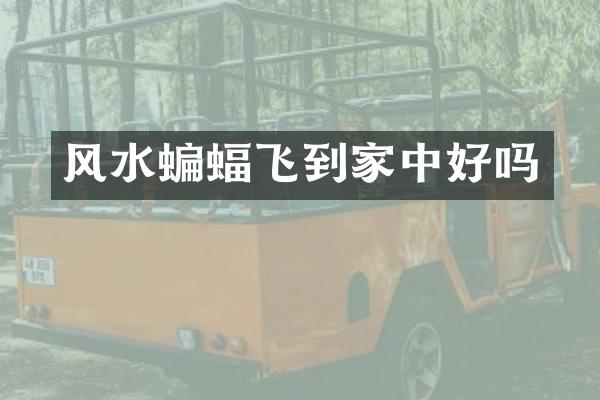 风水蝙蝠飞到家中好吗