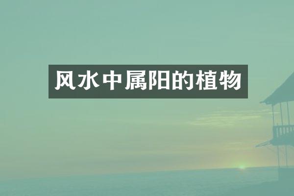 风水中属阳的植物