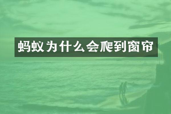 蚂蚁为什么会爬到窗帘