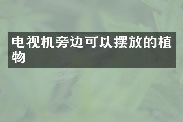 电视机旁边可以摆放的植物