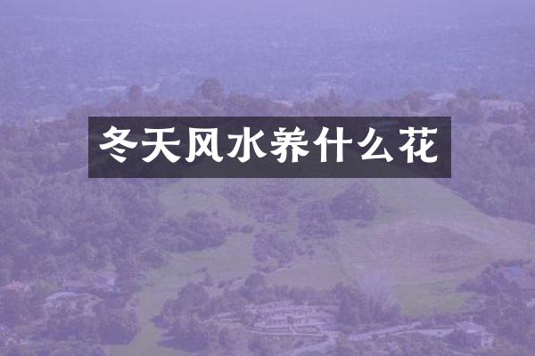 冬天风水养什么花