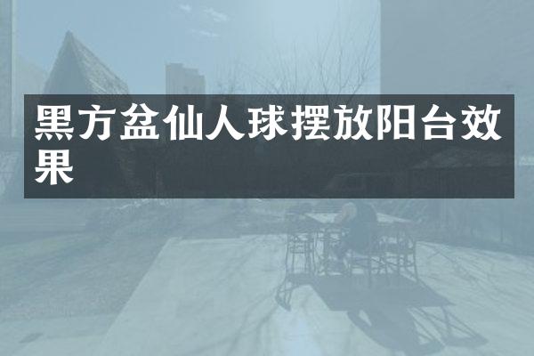 黑方盆仙人球摆放阳台效果