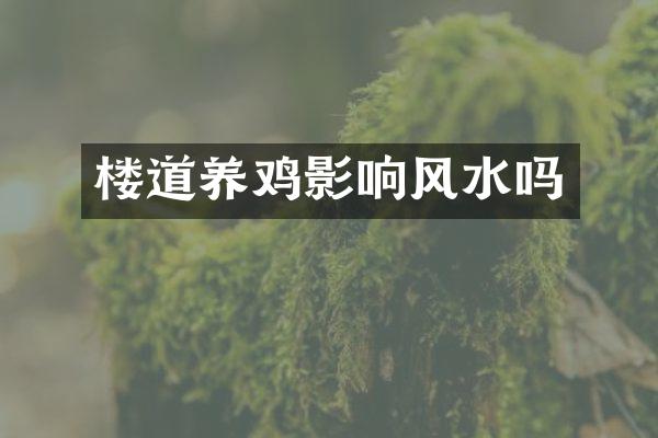 楼道养鸡影响风水吗