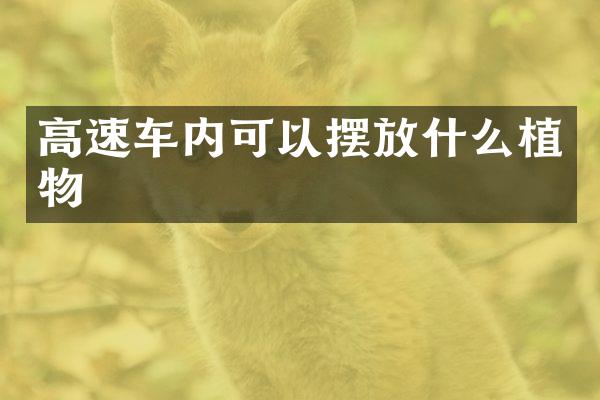 高速车内可以摆放什么植物