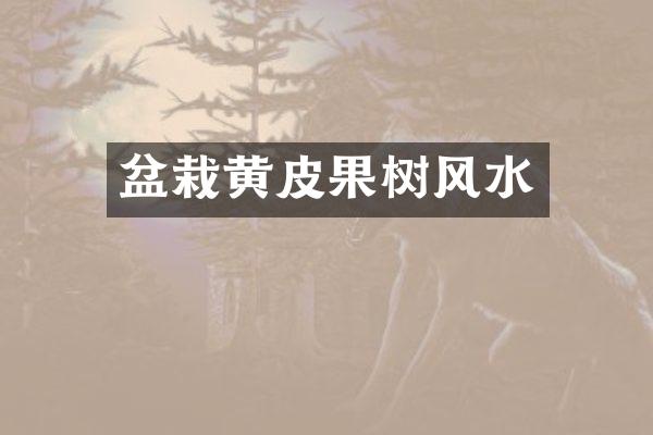 盆栽黄皮果树风水