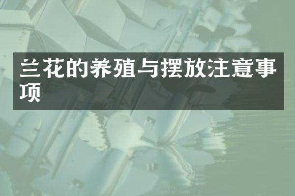 兰花的养殖与摆放注意事项