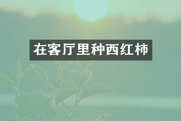 在客厅里种西红柿