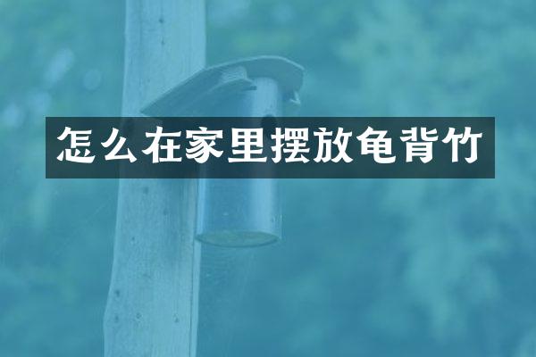 怎么在家里摆放龟背竹