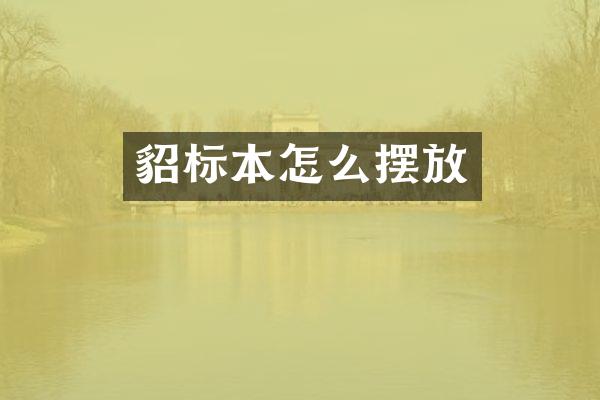 貂标本怎么摆放