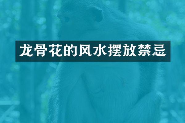 龙骨花的风水摆放禁忌