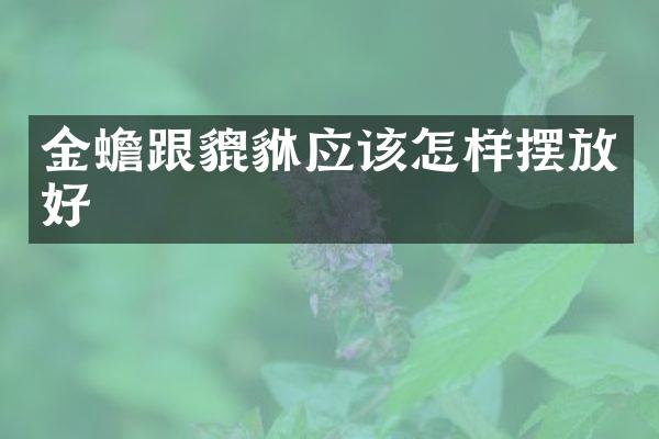 金蟾跟貔貅应该怎样摆放好
