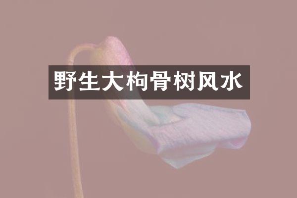 野生大枸骨树风水