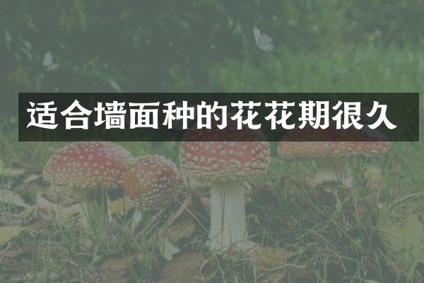 适合墙面种的花花期很久