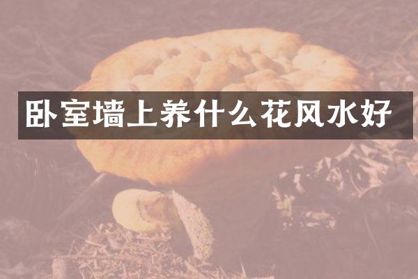 卧室墙上养什么花风水好