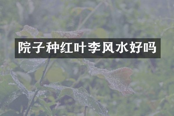 院子种红叶李风水好吗