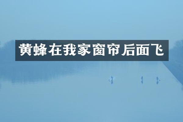 黄蜂在我家窗帘后面飞