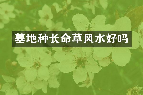 墓地种长命草风水好吗