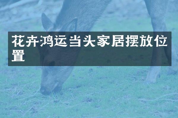 花卉鸿运当头家居摆放位置