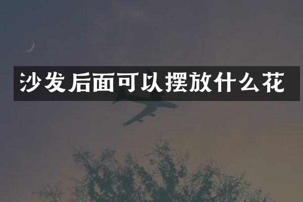 沙发后面可以摆放什么花