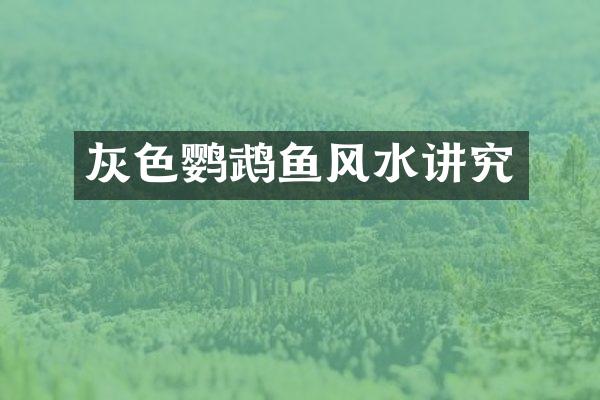 灰色鹦鹉鱼风水讲究