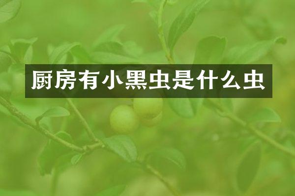 厨房有小黑虫是什么虫