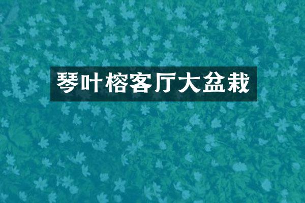 琴叶榕客厅大盆栽