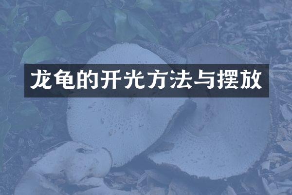 龙龟的开光方法与摆放