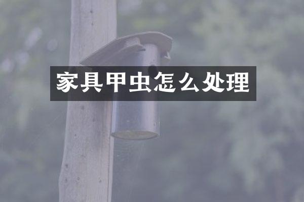 家具甲虫怎么处理