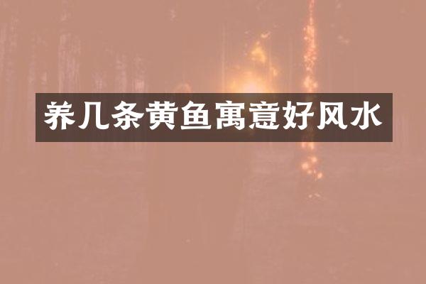 养几条黄鱼寓意好风水