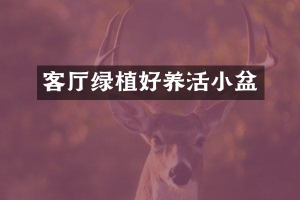 客厅绿植好养活小盆